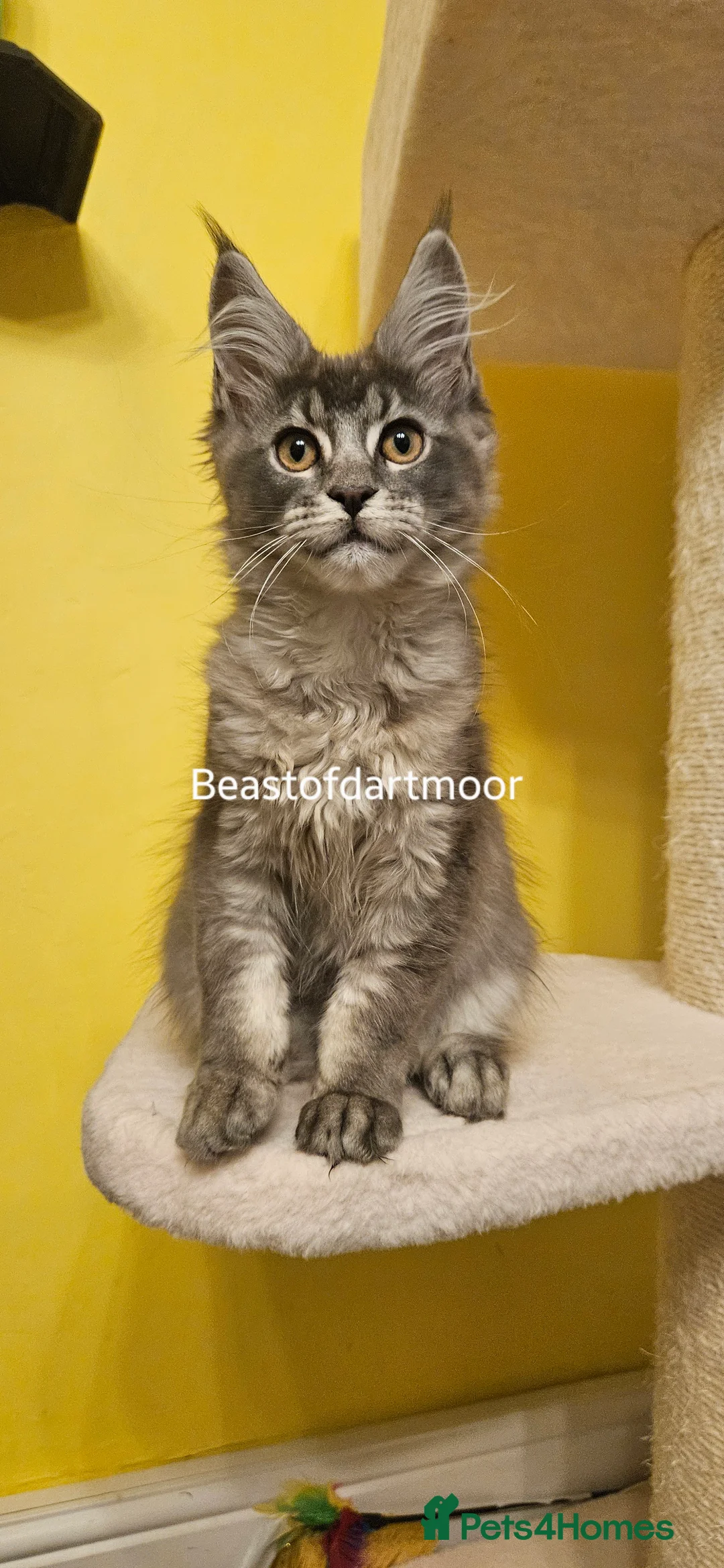Maine Coon cats for sale: TICA Registered Maine Coon Kitten - Advert 5