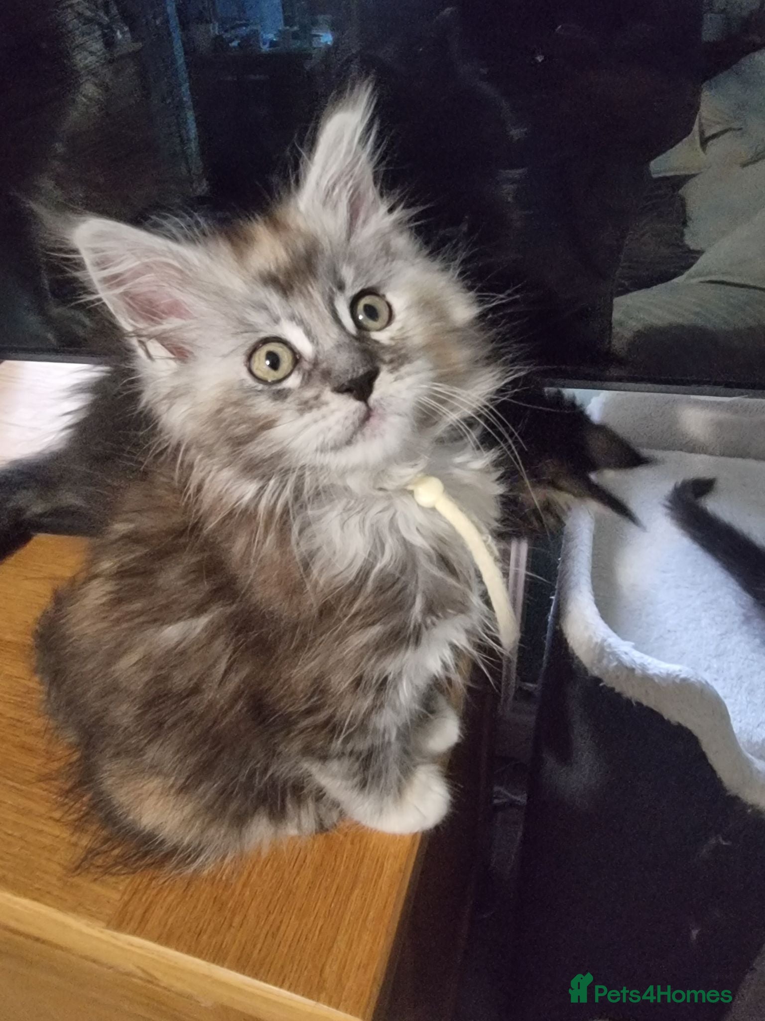 Maine Coon cats Pedigree GCCF Registered Maine Coon Kittens - Advert 2