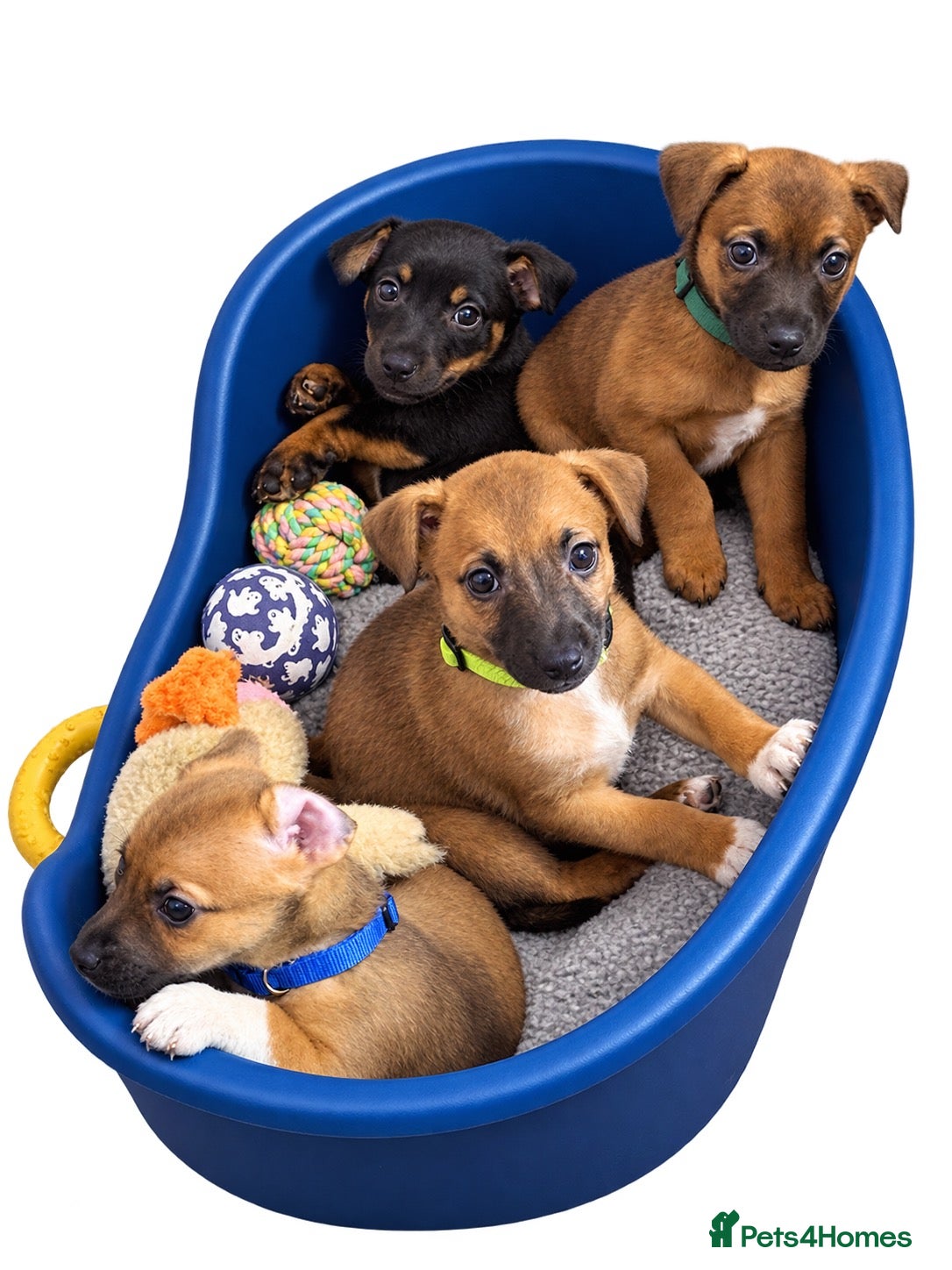 Jack Russell dogs Much wenlock boys - Advert 8