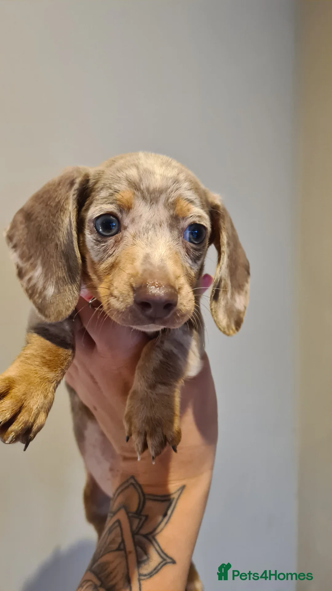 Miniature Dachshund dogs for sale: Lilac dapple daxies ready soon 3 girls 2 boys left - Advert 5