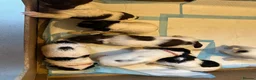 English Springer Spaniel dogs for sale: Gorgeous KC Springer Spainel Puppies  - Advert 5