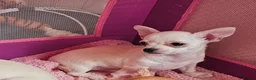 Chihuahua dogs for sale: Chihuahuas for SALE! - Advert 1