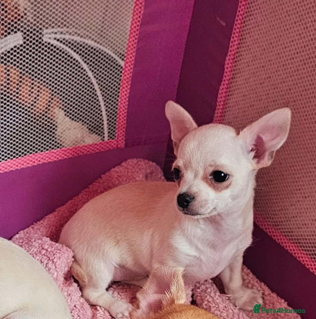 Chihuahua dogs for sale: Chihuahuas for SALE! - Advert 1