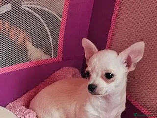 Chihuahua dogs Chihuahuas for SALE! READY TO GO NOW!! - Advert 1