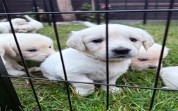 Golden Retriever dogs for sale: 1 LEFT *Ready to Go* Golden Retriever puppies 🐾 - Image 9