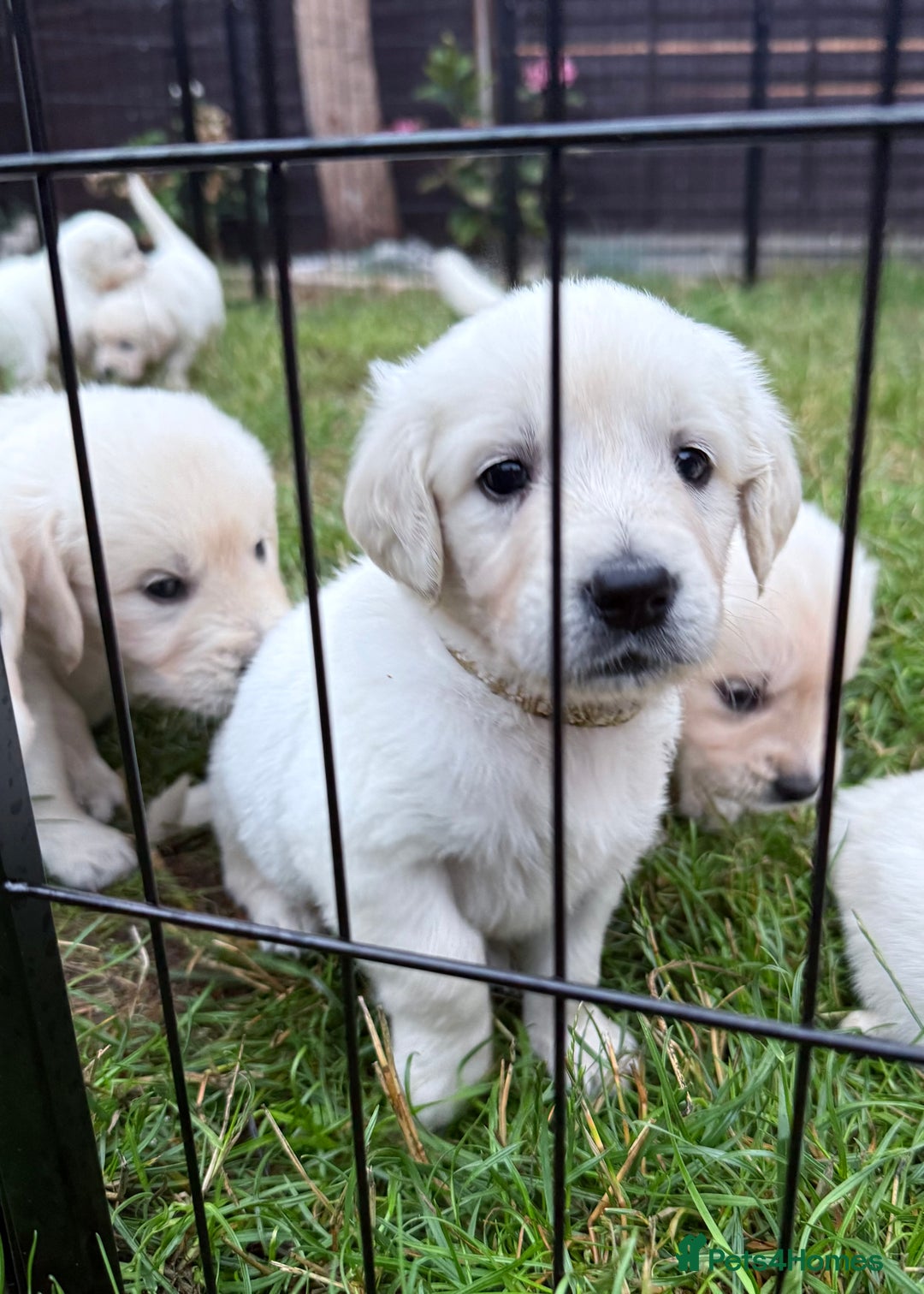 Golden Retriever dogs for sale: 1 LEFT *Ready to Go* Golden Retriever puppies 🐾 - Image 9