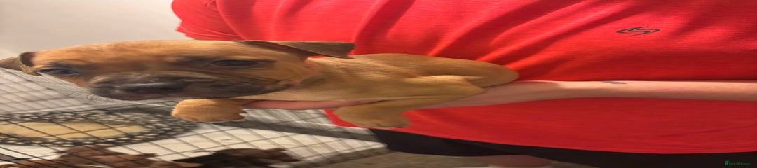 Staffordshire Bull Terrier Puppy 1