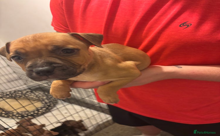 Staffordshire Bull Terrier dogs - Advert 15