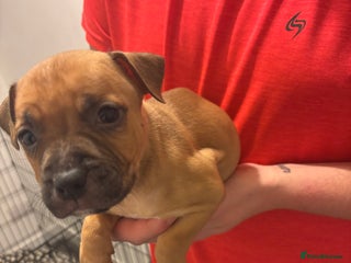 Staffordshire Bull Terrier dogs for sale - Advert 1