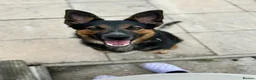 Mixed Breed dogs for sale: Female German shepherd cross  - Advert 6