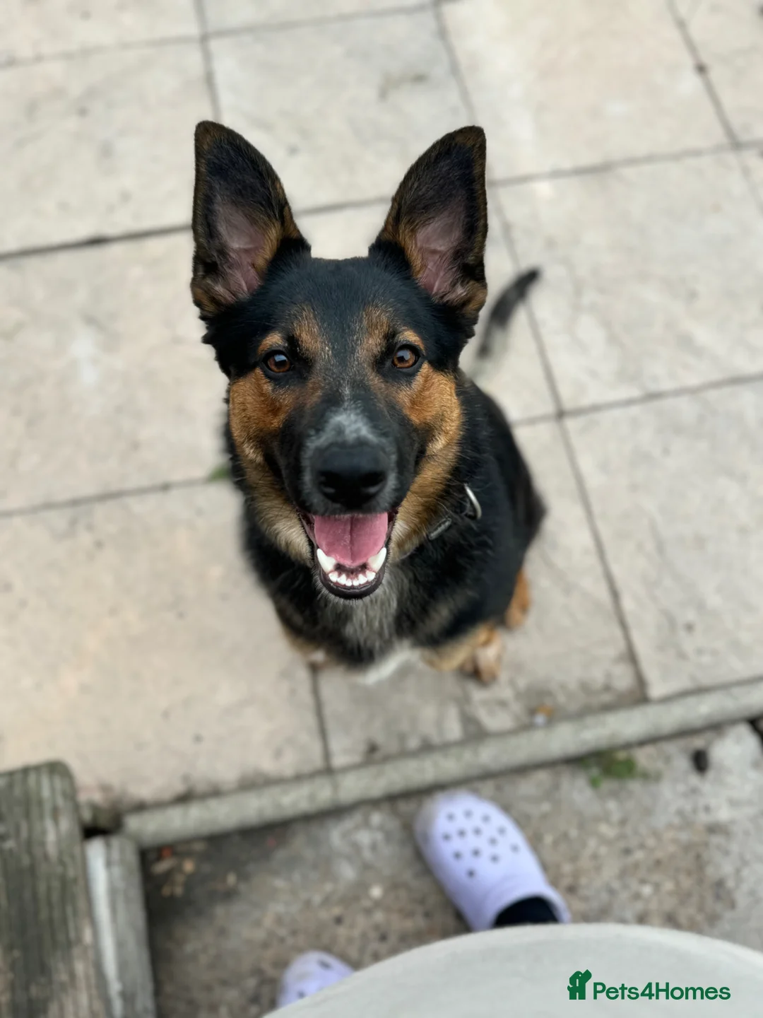 Mixed Breed dogs for sale: Female German shepherd cross  - Advert 6