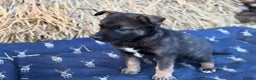 German Shepherd dogs for sale: German Shepherd x DDR GSD Puppies **READY TO GO* - Advert 16