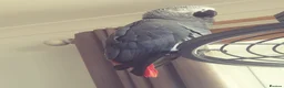 Parrots birds for sale: African Gray-Charlie  in Snodland - Advert 2