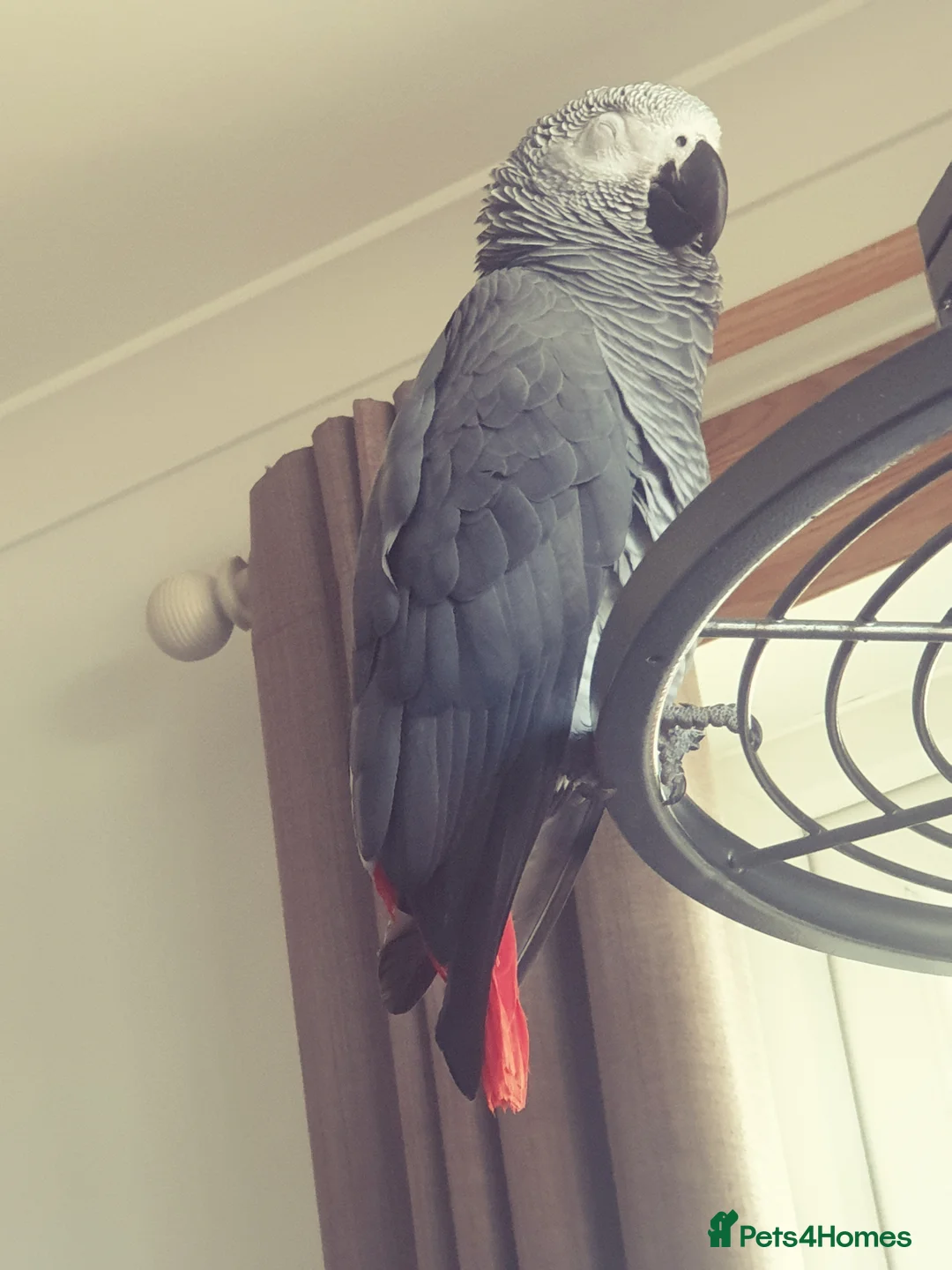 Parrots birds for sale: African Gray-Charlie  in Snodland - Advert 2