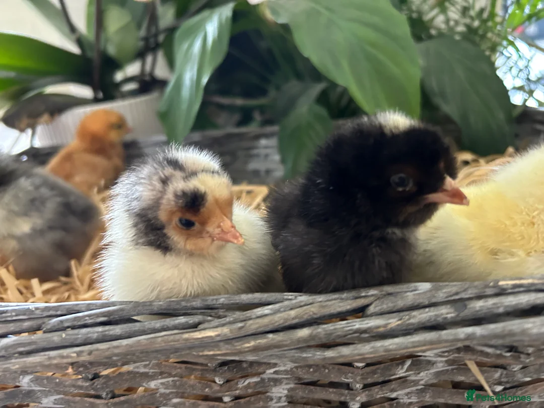 Chickens poultry for sale: Beautiful Female Easter Egger & Olive Egger Chicks - Advert 5