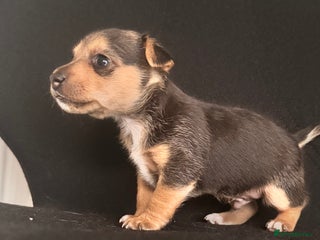 Mixed Breed dogs 7 week old Jack Russ pups - Advert 1