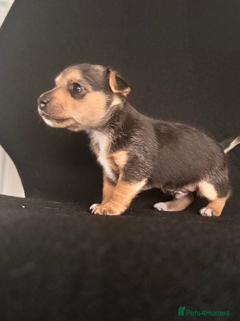 Mixed Breed dogs 7 week old Jack Russ pups - Advert 1