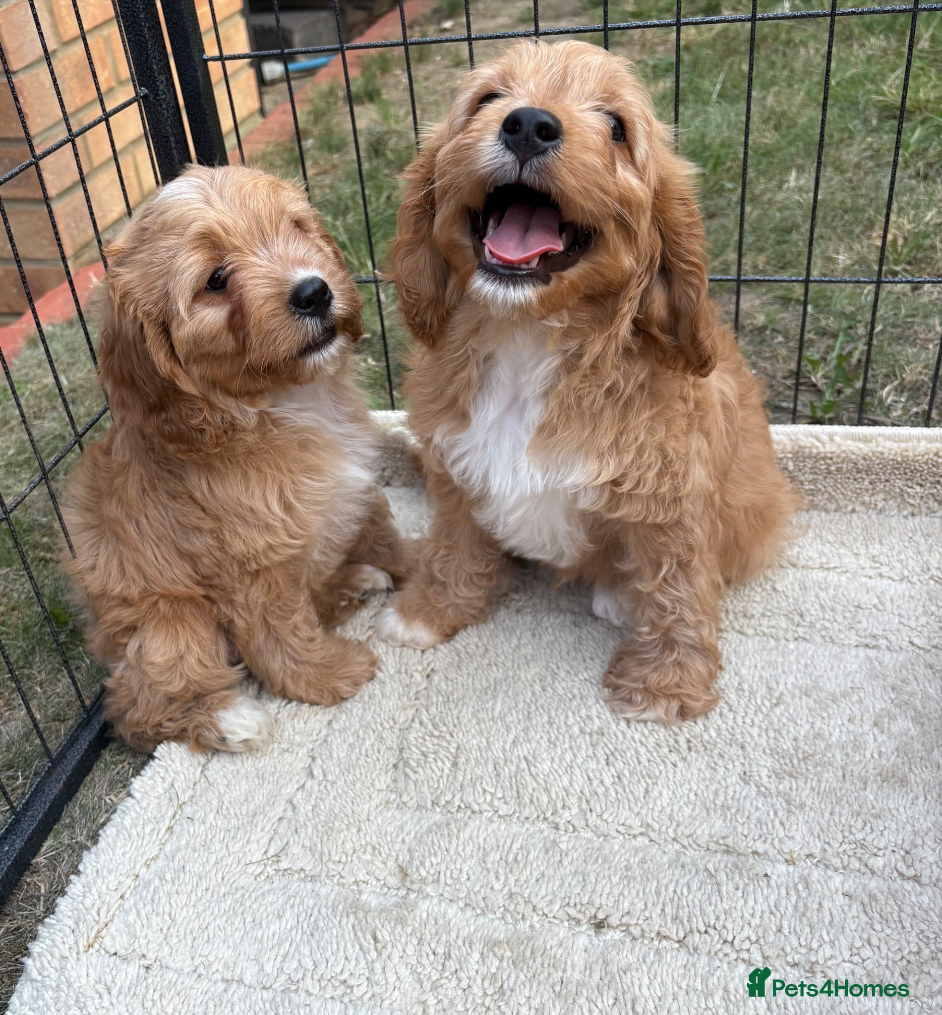 Cavapoo dogs F1 CAVAPOO PUPPIES  - Advert 3