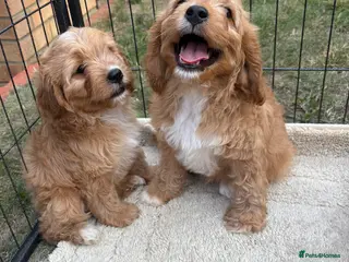 Cavapoo dogs F1 CAVAPOO PUPPIES - Advert 3