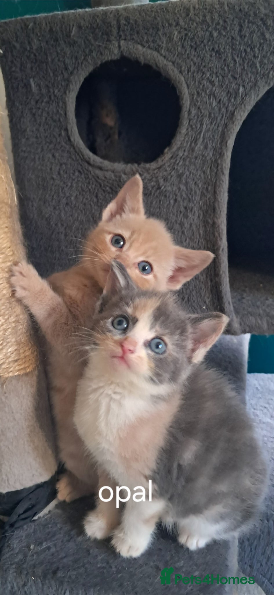 Mixed Breed cats Kittens for sale! - Advert 11