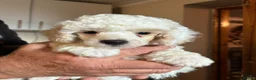 Toy Poodle dogs for sale: Stunning Toy Poodle Puppies - Advert 18