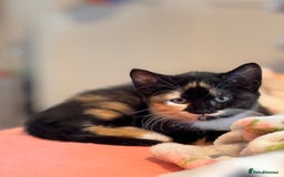 Sphynx cats for sale: Sphinx x dsh - Image 1