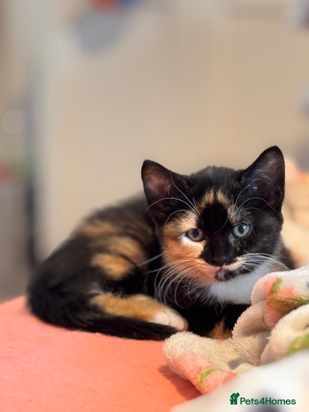 Sphynx cats for sale: Sphinx x dsh - Image 1