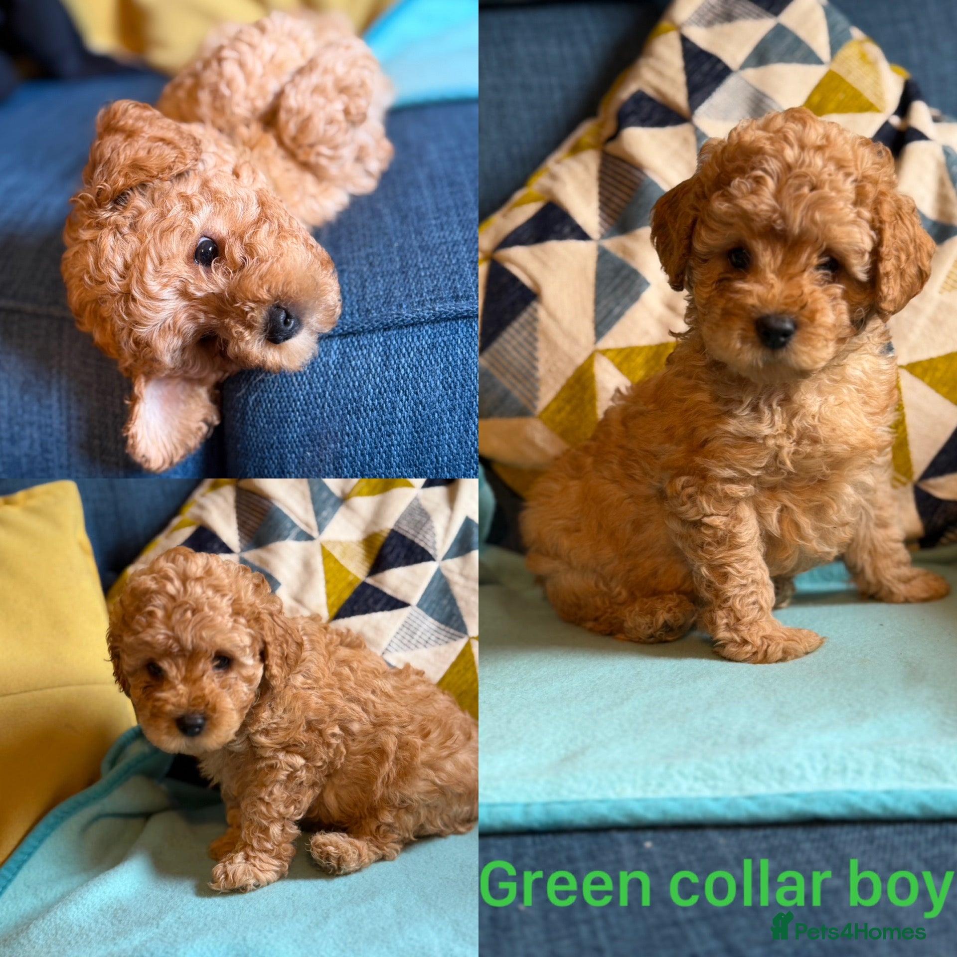 Cavapoo dogs Family reared Cavapoo Puppies **Ready now** - Advert 2
