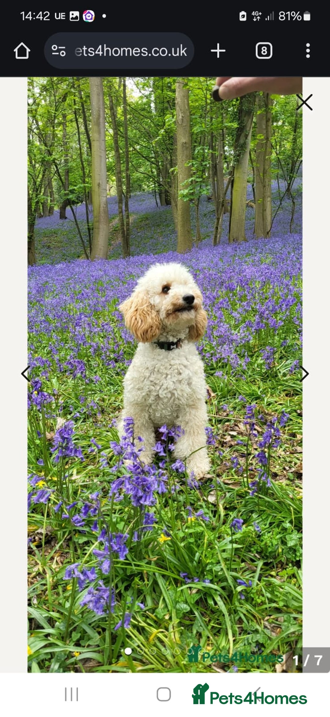 Cavapoo dogs for sale: My Beautiful  girl has had her 1st and only litter - Image 8