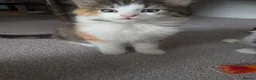 Domestic Shorthair cats for sale: Kittens looking for new home in Stafford - Advert 7