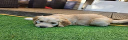 Goldendoodle dogs for sale: 🦮 Adorable F3 Goldendoodle. Parents DNA clear. - Advert 11