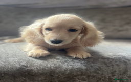 Dachshund dogs for sale: cream KC long haired miniature dachshunds for sale - Image 6