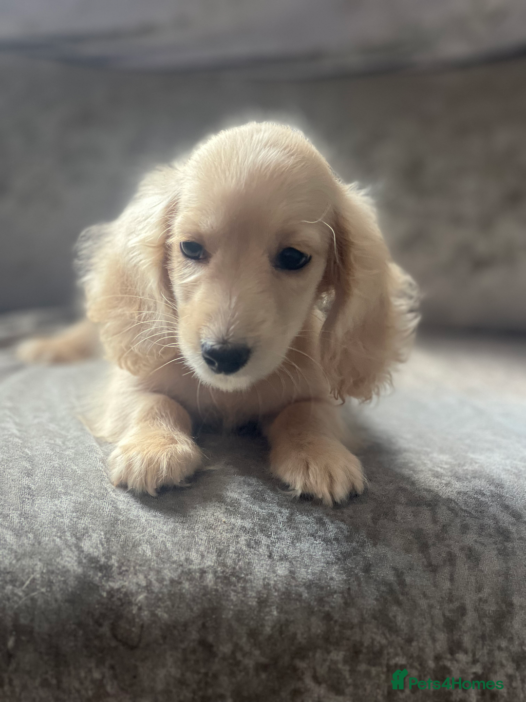 Dachshund dogs for sale: cream KC long haired miniature dachshunds for sale - Image 6