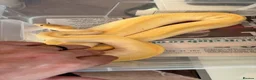 Python Snake reptiles for sale: Collection of Royals  - Advert 6