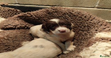 English Springer Spaniel dogs - Advert 7