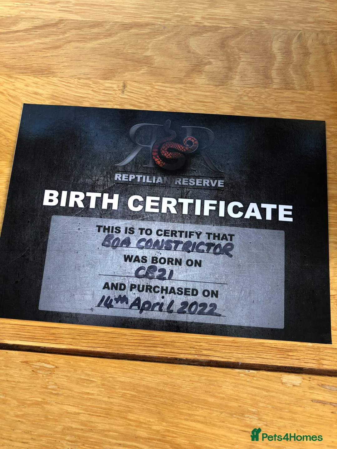 Boa Snake reptiles for sale: Common Boa constrictor  in Minehead - Advert 2