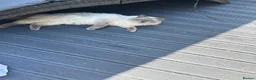 Ragdoll cats for sale: 2 beautiful blue point ragdolls kitten left  - Advert 10