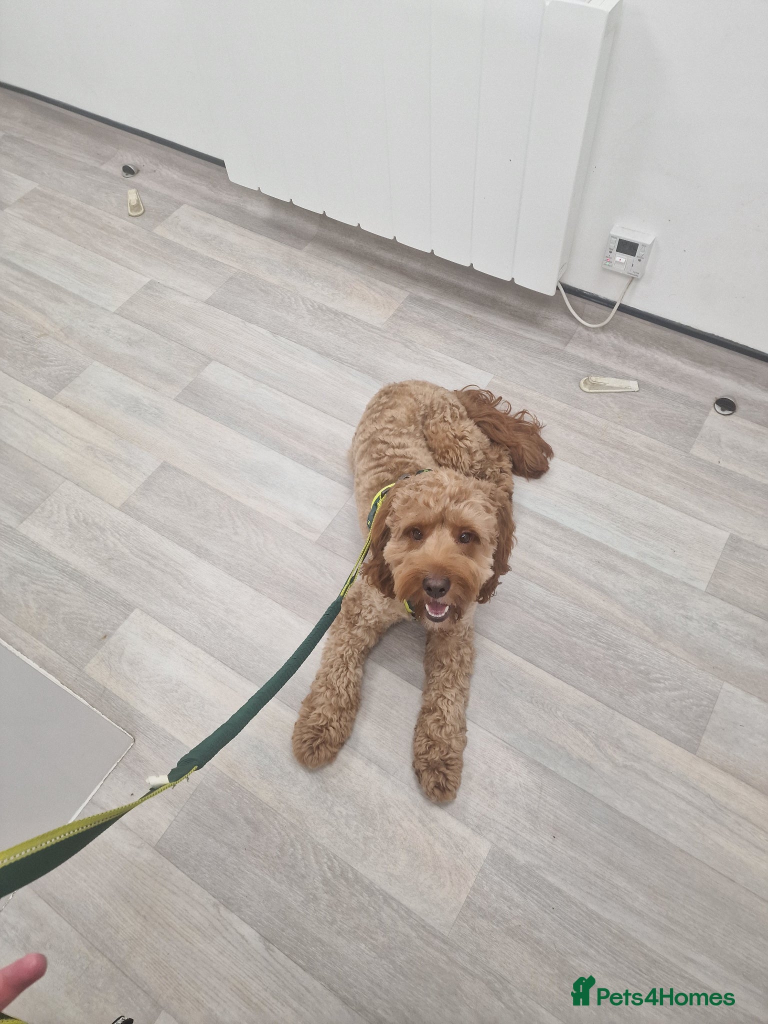 Cockapoo dogs for sale: 18 month old male cockapoo - Advert 4