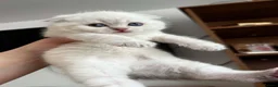 Scottish Fold cats for sale: Scottish fold and straight blue eyed kittens - Advert 10