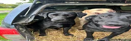 Labrador Retriever dogs for sale: Stunning KC registered Red & Black puppies - Advert 15