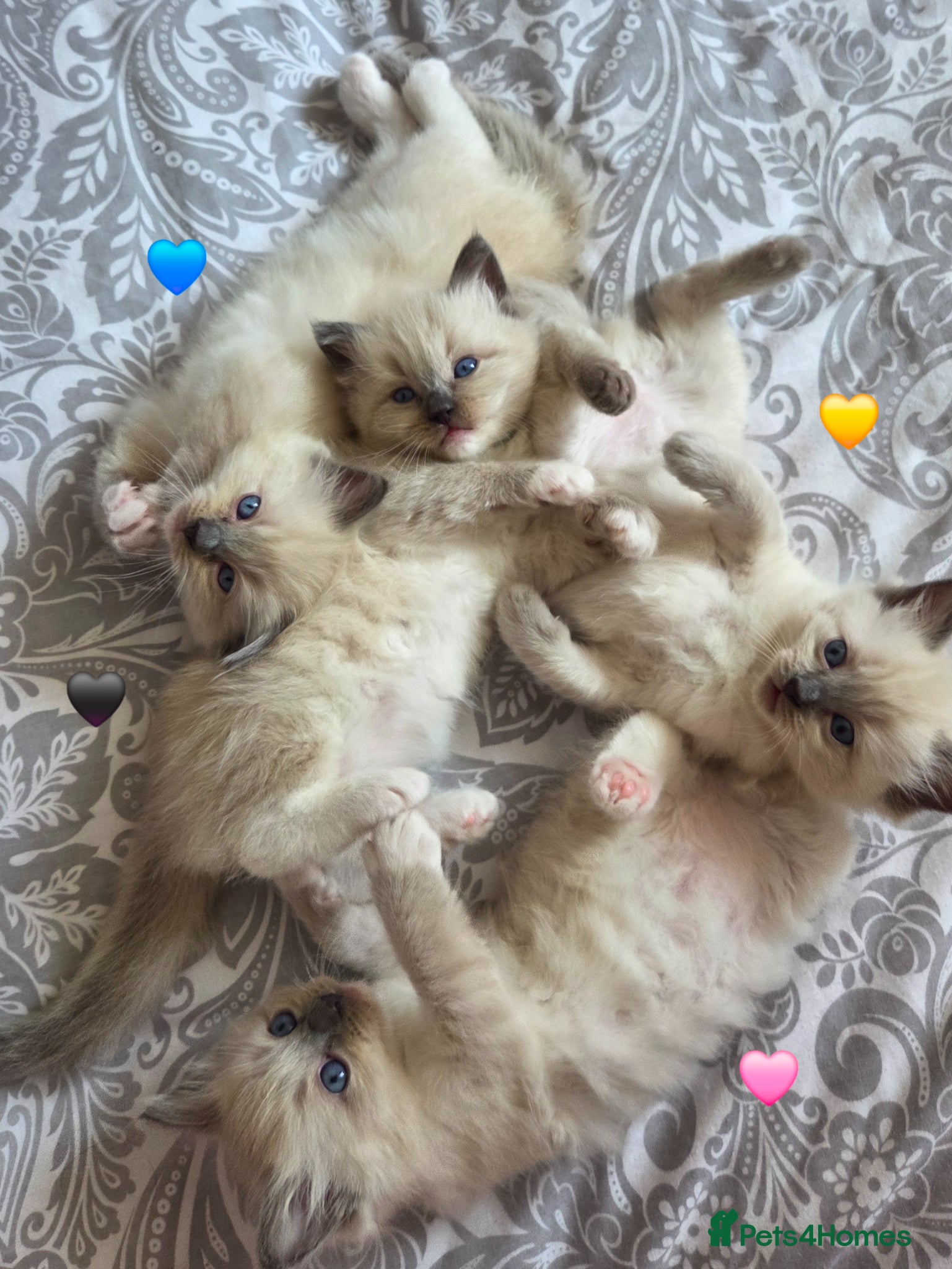 Ragdoll cats Fluffy Blue-Eyed Ragdoll Kittens - Advert 12