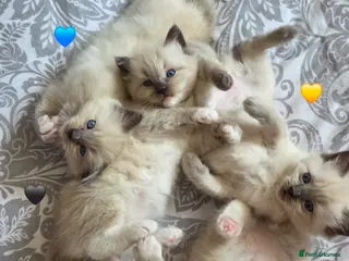 Ragdoll cats Fluffy Blue-Eyed Ragdoll Kittens - Advert 6