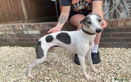 Whippet dogs for sale: Female whippet kayy  - Image 2