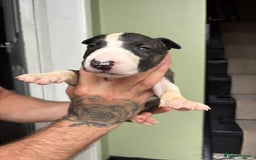 Bull Terrier dogs for sale: 💥 ENGLISH BULL TERRIERS   💥 - Image 15