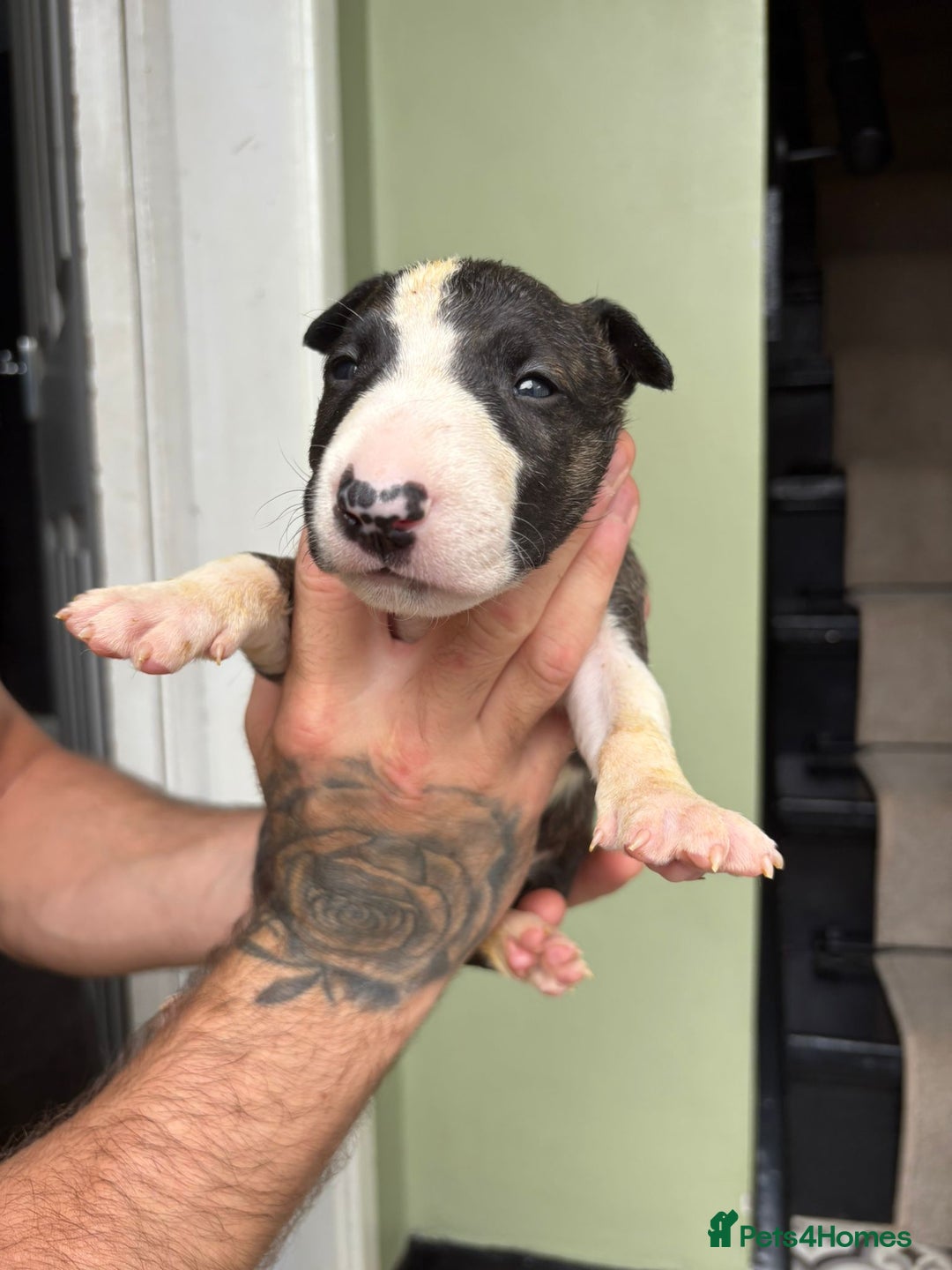 Bull Terrier dogs for sale: 💥 ENGLISH BULL TERRIERS   💥 - Image 15