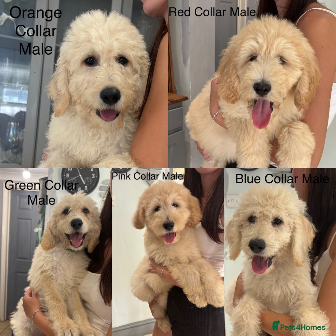 Labradoodle dogs for sale: F1B Standard Labradoodle Puppies Ready Now!🩷💙 - Image 3