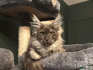 Maine Coon cats Tica Active Kittens ready now - Advert 2