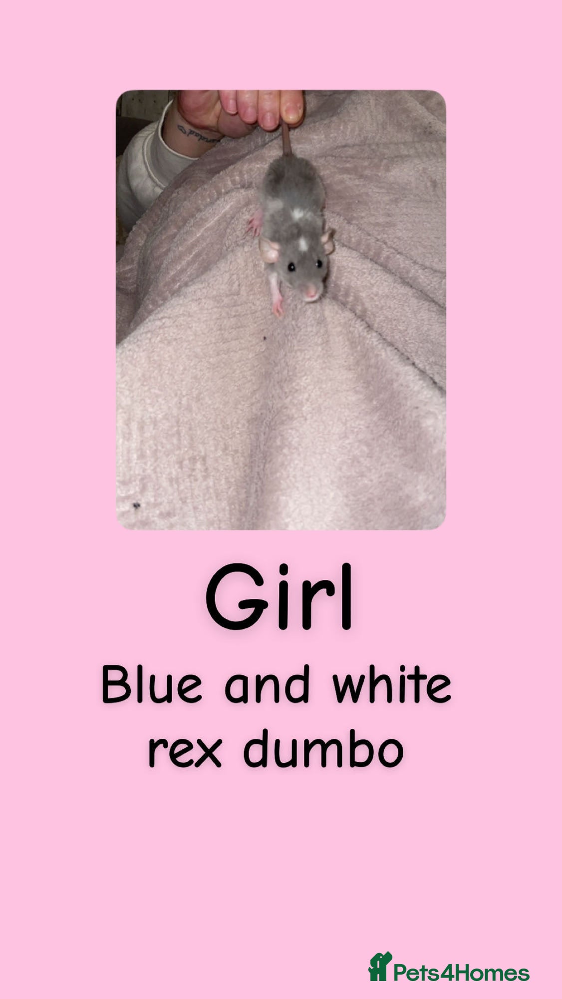 Rat rodents Beautiful baby rats looking for forever homes! - Advert 11