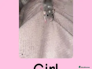 Rat rodents Beautiful baby rats looking for forever homes! - Advert 11