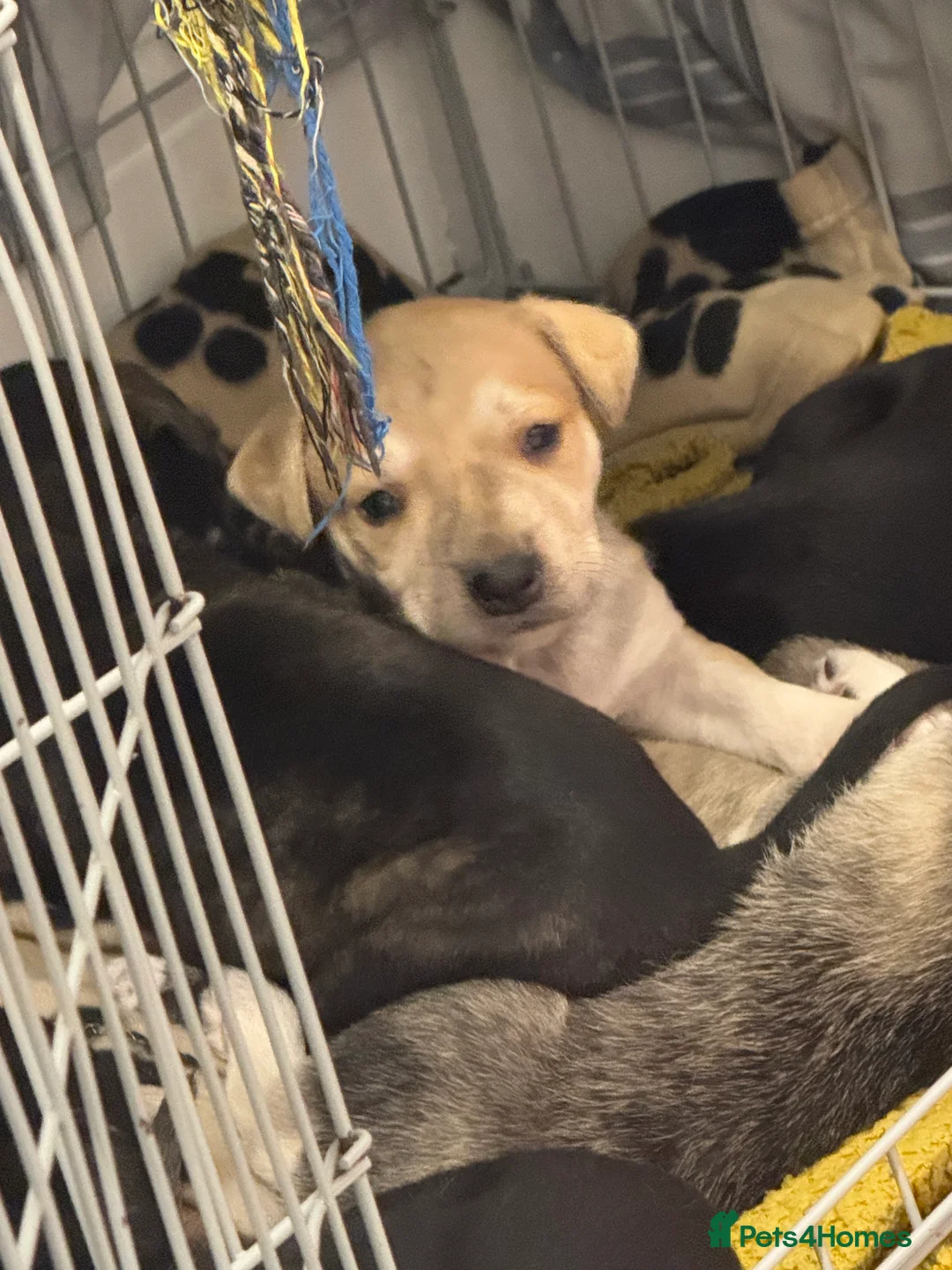 Mixed Breed dogs for sale: 1 beautiful boy pup for sale last In litter  - Advert 2